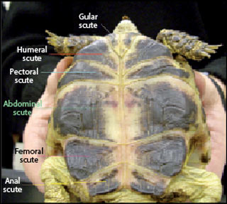 What to do if presented with tortoises suffering shell injury | Vet Times