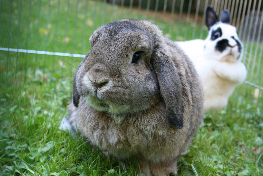 The moment Bugs realised Floppy had sold his soul for a cocktail party invite.