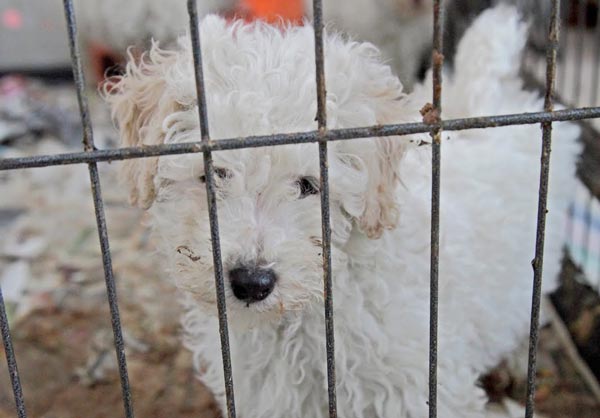 how many puppy farms are in the uk