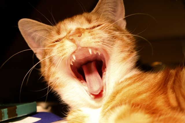 Study identifies bacterial species associated with feline gum disease ...