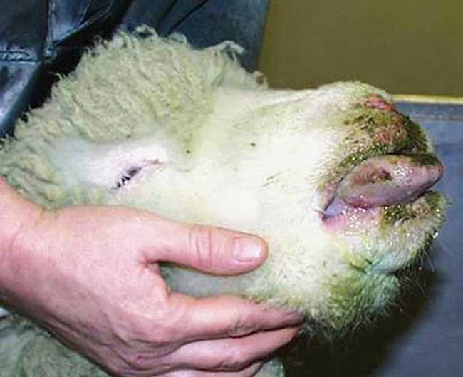 Be Aware Of Bluetongue Vets Urged After Outbreak Vet Times   BT Sheep Swollen And Blue Tongue Credit Pirbright 