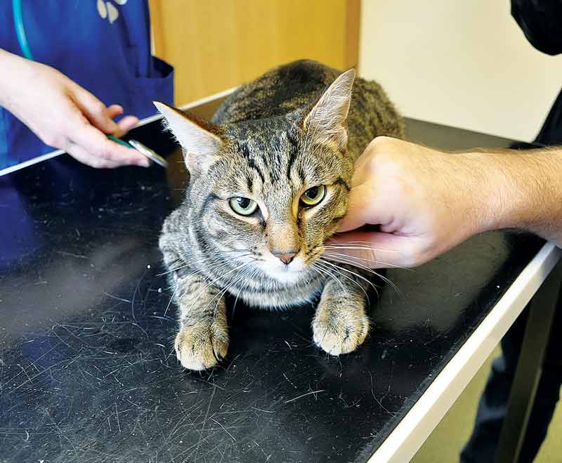 Getting to grips with cat handling | Vet Times