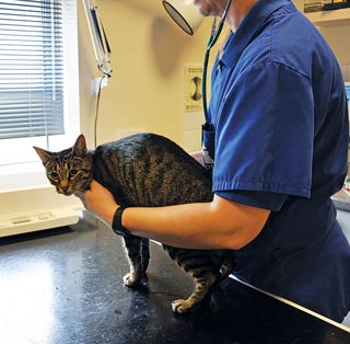 A cat being examined by a vet.