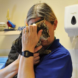 A cat being handled by a vet.