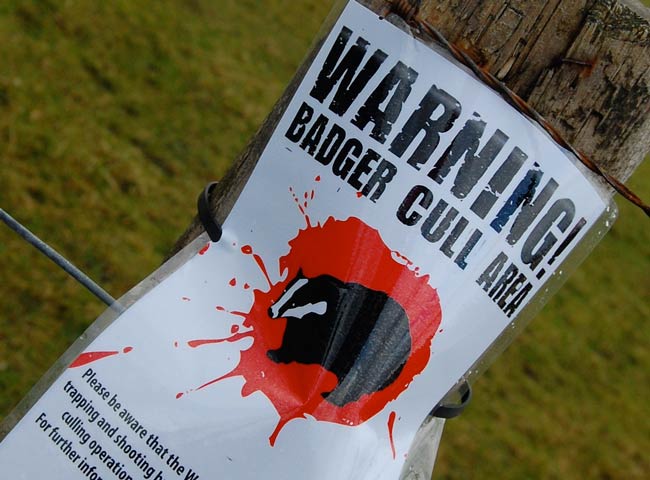 badger-cull-sign-flickr.jpg