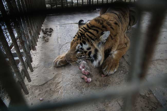 Donations urgently needed to help animals in Gaza zoos | Vet Times