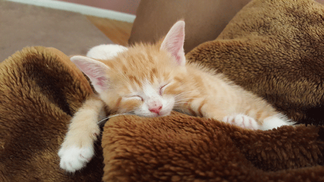 Cat naps theme for charity’s calendar competition | Vet Times