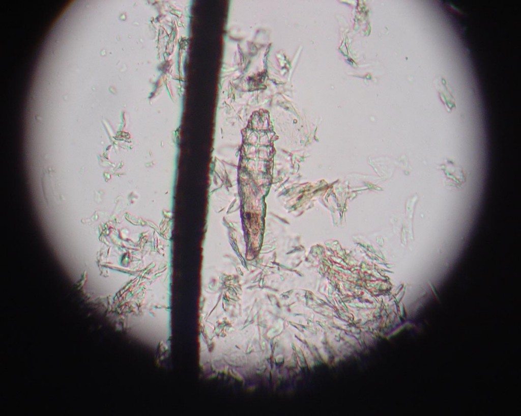 Demodex canis