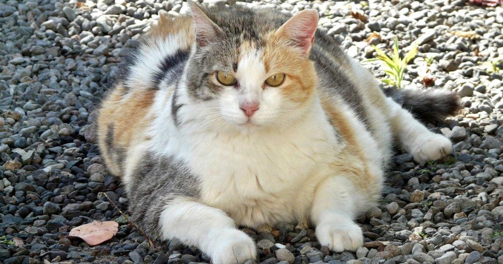 Fat cat.