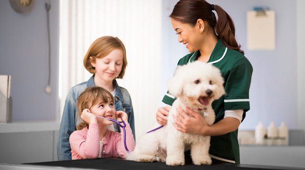 Colourful consult CPD offered to veterinary nurses | Vet Times