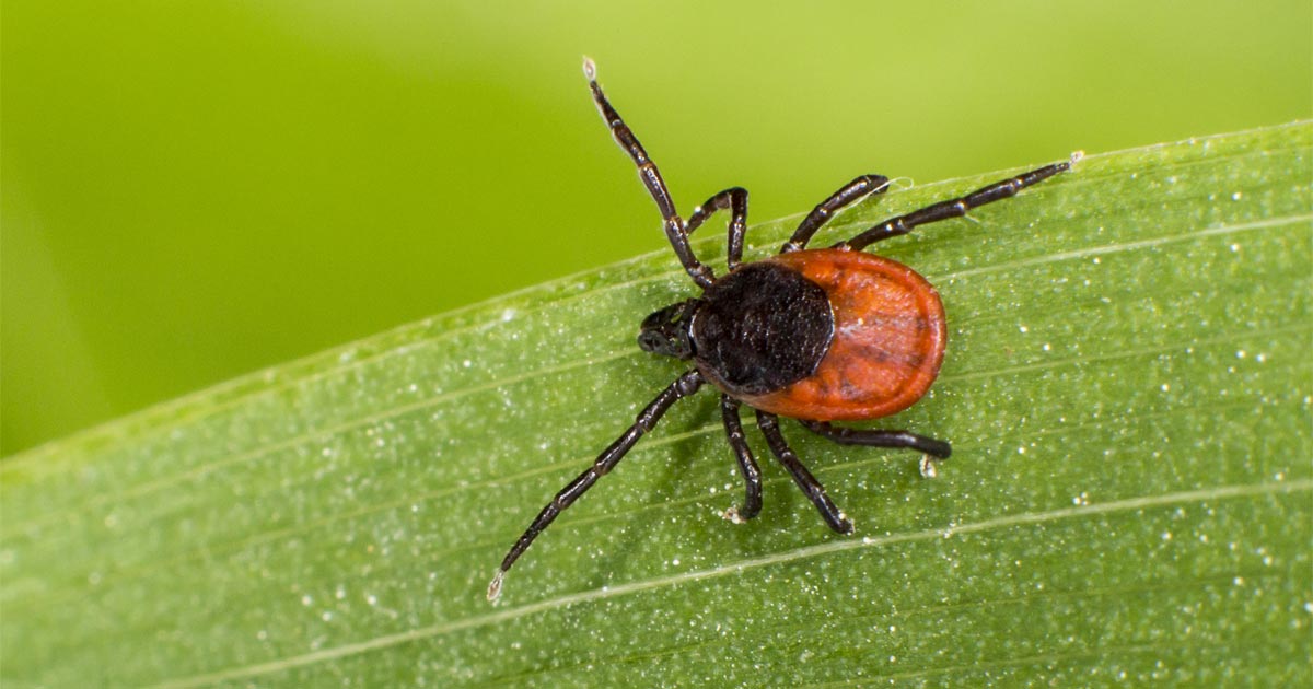 Tackle ticks: the changing face of canine tick-borne disease | Vet Times