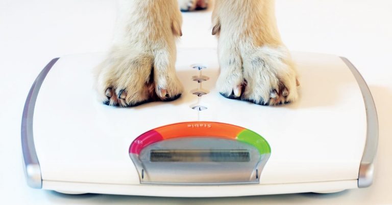 Life-changing weight loss for Labrador | Vet Times