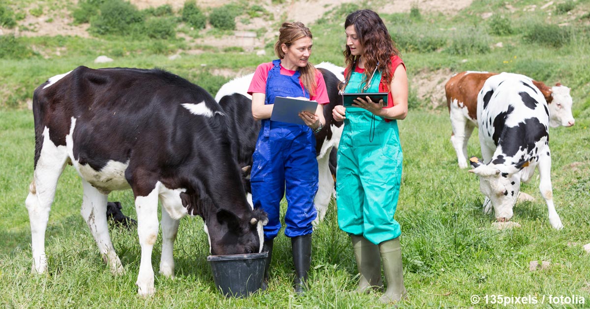 Course Offers Budding Vets A Taste Of Farm Animal Practice Vet Times