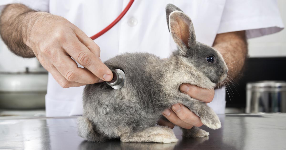 taking rabbit to vet
