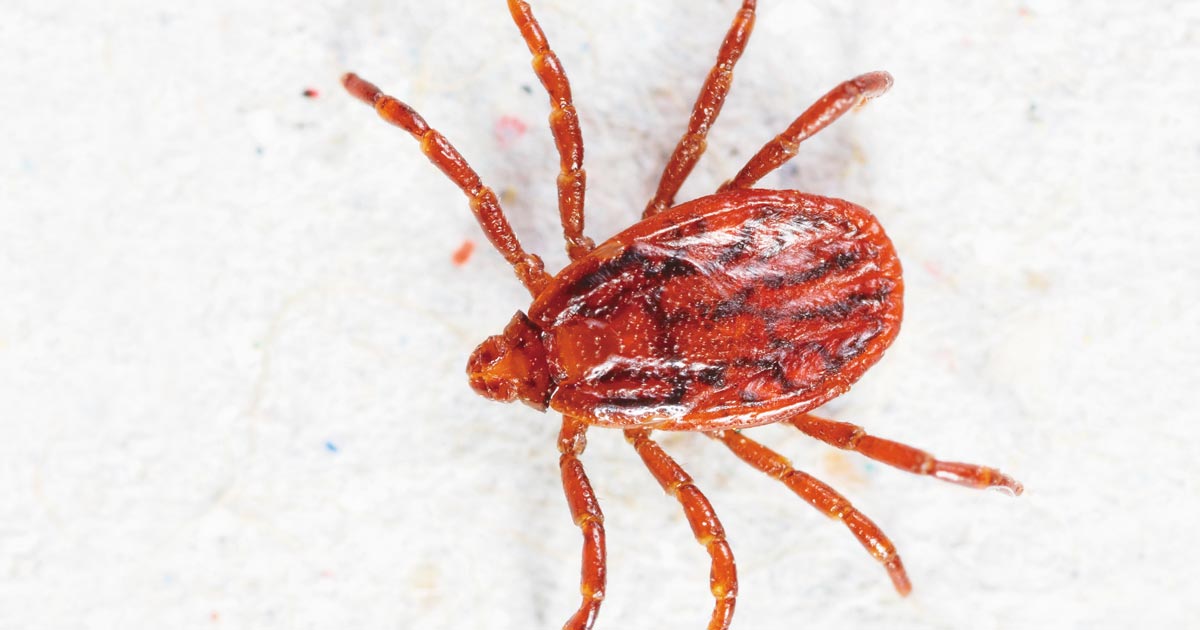 Tackle ticks: Canine rickettsial disease | Vet Times