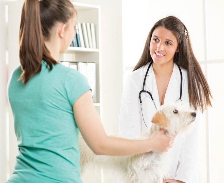 Counsellor, therapist, vet? | Vet Times