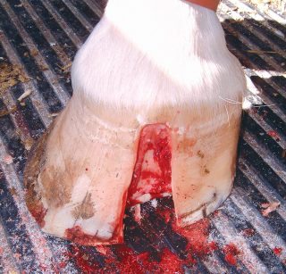 Figure 1. Keratoma treatment requires farrier assistance.