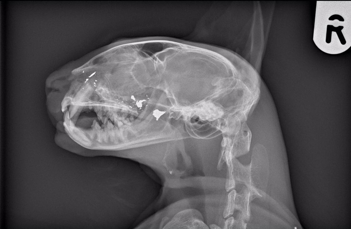 Рентгеновский снимок черепа кота