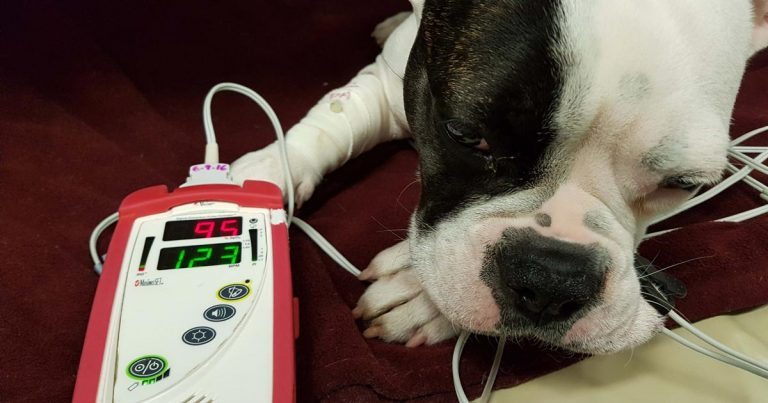 where do you check a dogs pulse