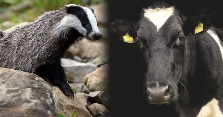 Study casts doubt on badger to cattle transmission of bTB | Vet Times