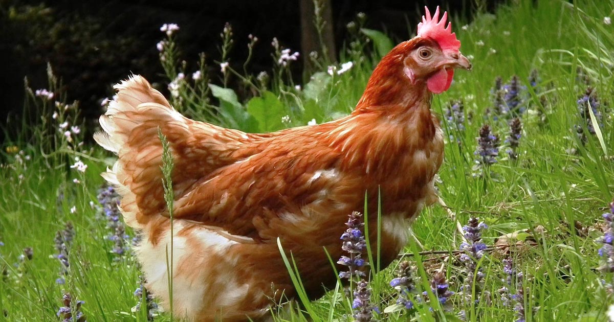 Pet chicken popularity prompts poultry education | Vet Times