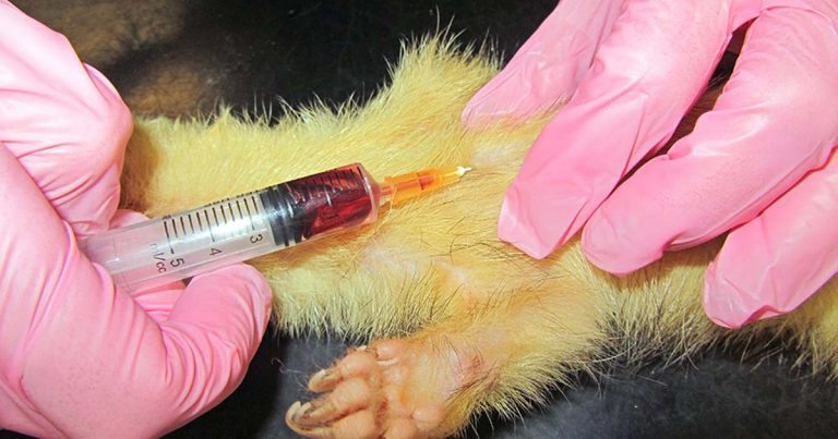 Blood collection options in exotic small mammals | Vet Times