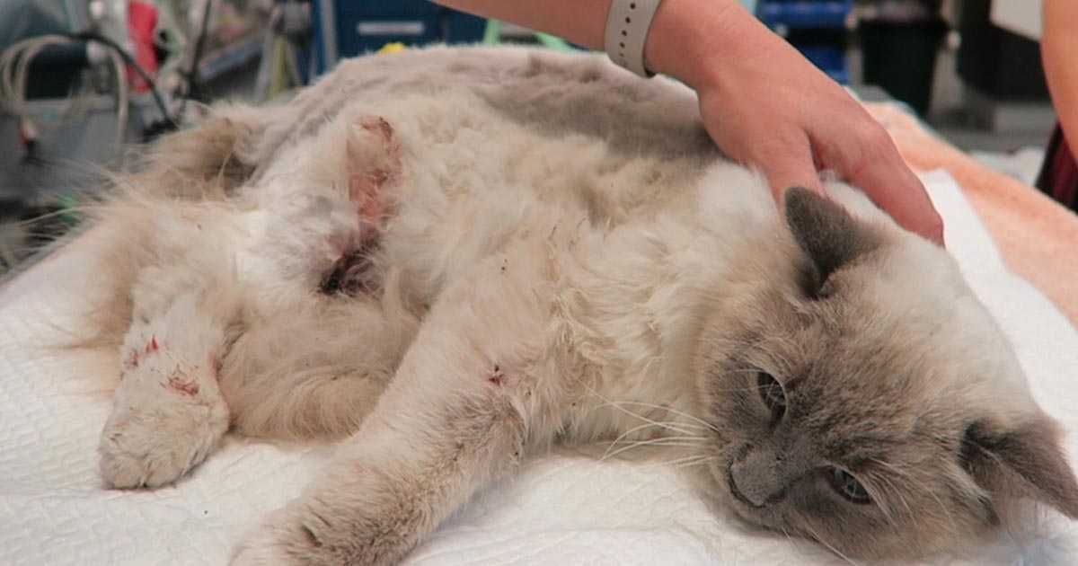 Veterinary Practice Cat Bite Abscess In Humans