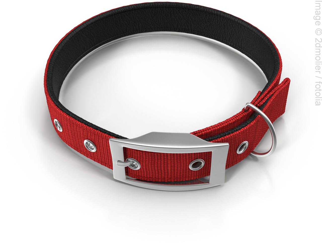 dog collar