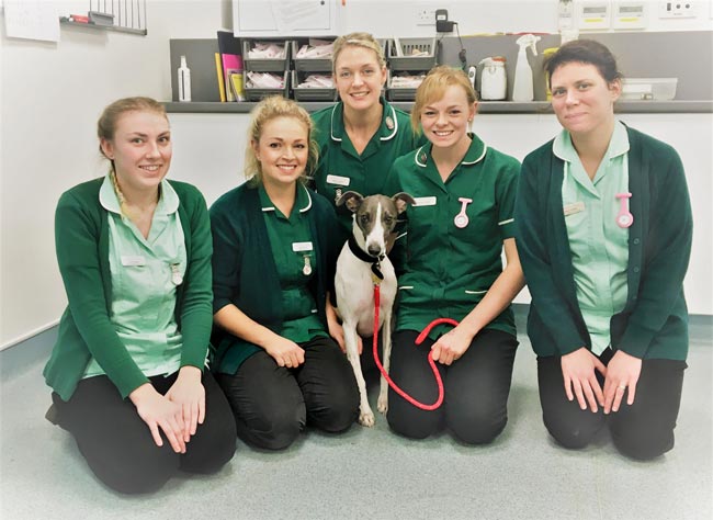 Jasper with Town and Country staff (from left): student VN Verity Malpass, RVN Katy Kirkham, RVN Harriet Goulden, head nurse and RVN Kathleen Gamble and student VN Grace Costall.
