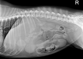 abdominal x-ray