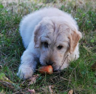 Dog with carrot