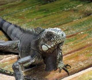 iguana