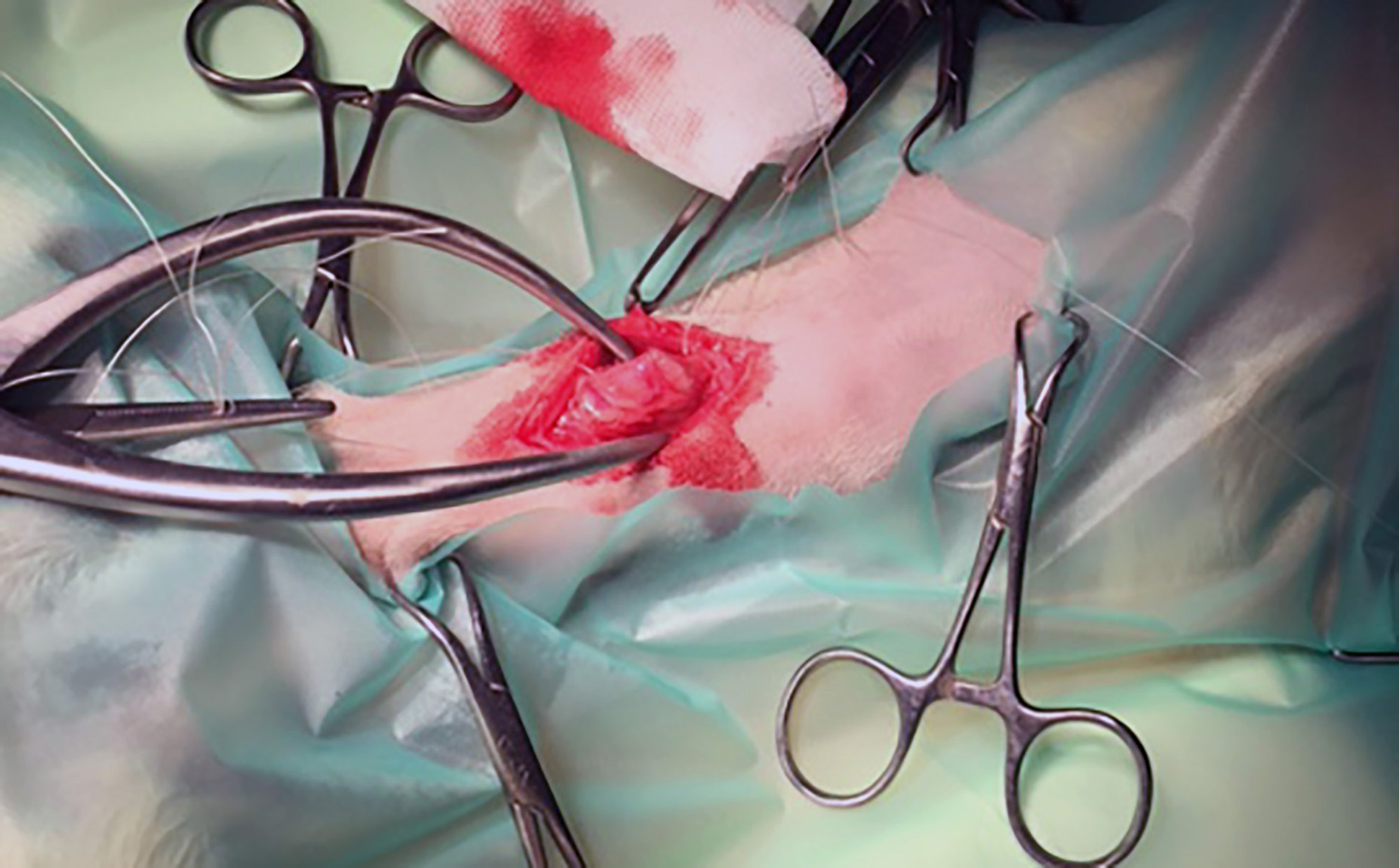 Figure 4. Oesophagostomy prior to foreign object removal. Stay sutures can be seen oral and aboral to the oesophagostomy. The patient is positioned with head to the right of the image.