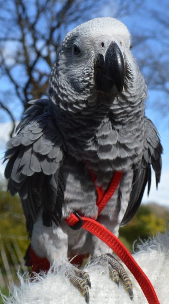 peaches the parrot