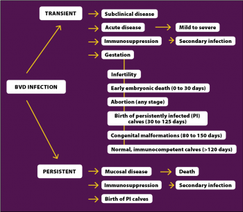 Figure 3. Summary of the clinical presentations of bovine viral diarrhoea.