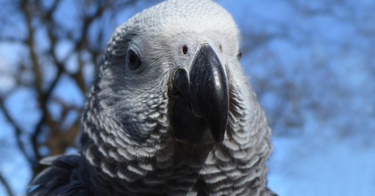 peaches the parrot