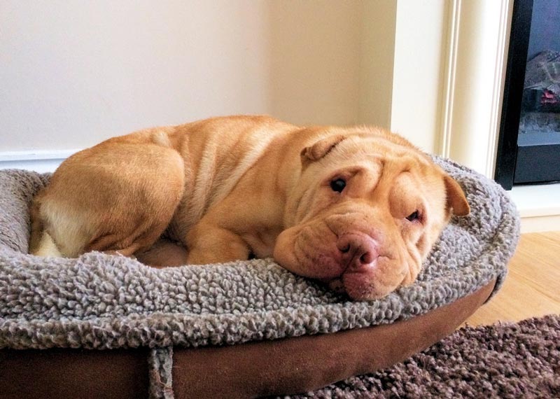 Shar-Pei in happy home after Mayhew eye operation | Vet Times