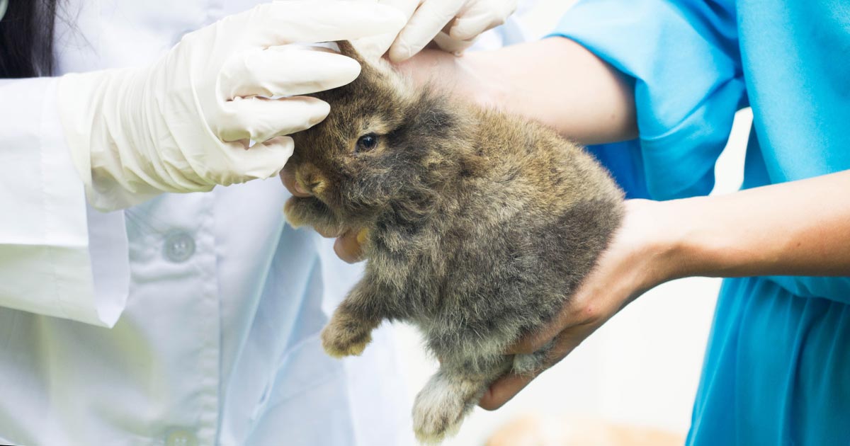 Taking rabbit sale to vet