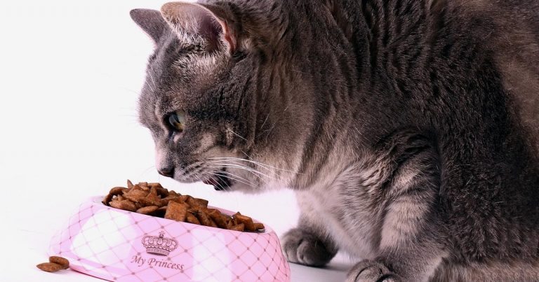 Animal nutrition service to help prevent pet obesity Vet