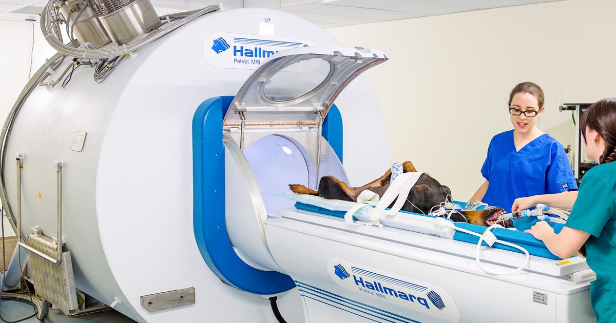 how much is a dog mri scan uk