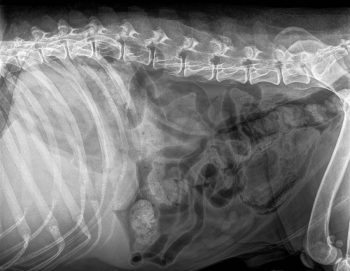 Figure 2. Right lateral plain abdominal radiograph of a dog with emphysematous cystitis. Note the presence of gas in the bladder wall.