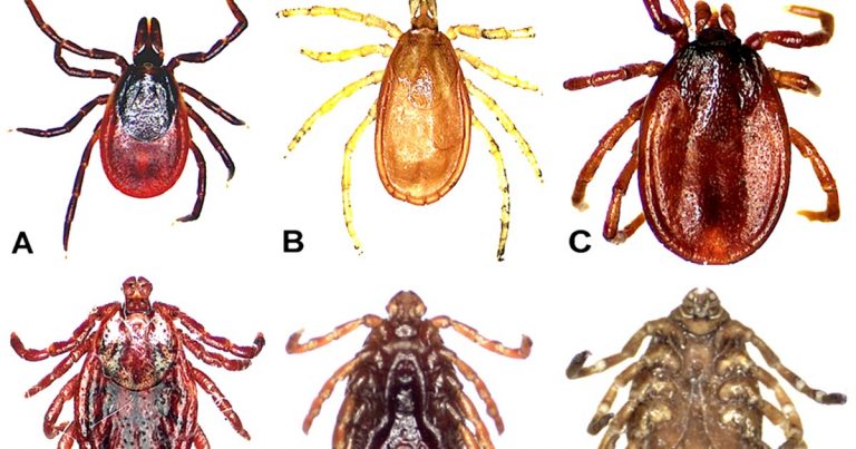 Tick threat and control methods | Vet Times