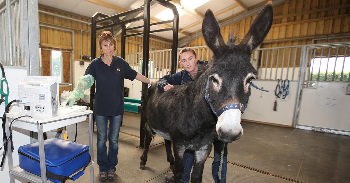 Purpose-built donkey clinic offers 
