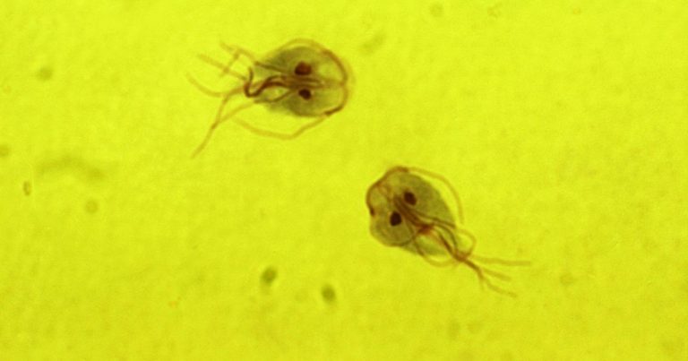 giardia-snap-test-vet-times