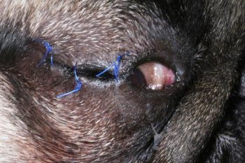 Figure 2. A temporary partial tarsorrhaphy on the right eye with three sutures using Prolene (3/0) as material. A small opening is left on the medial canthus to facilitate topical medication.