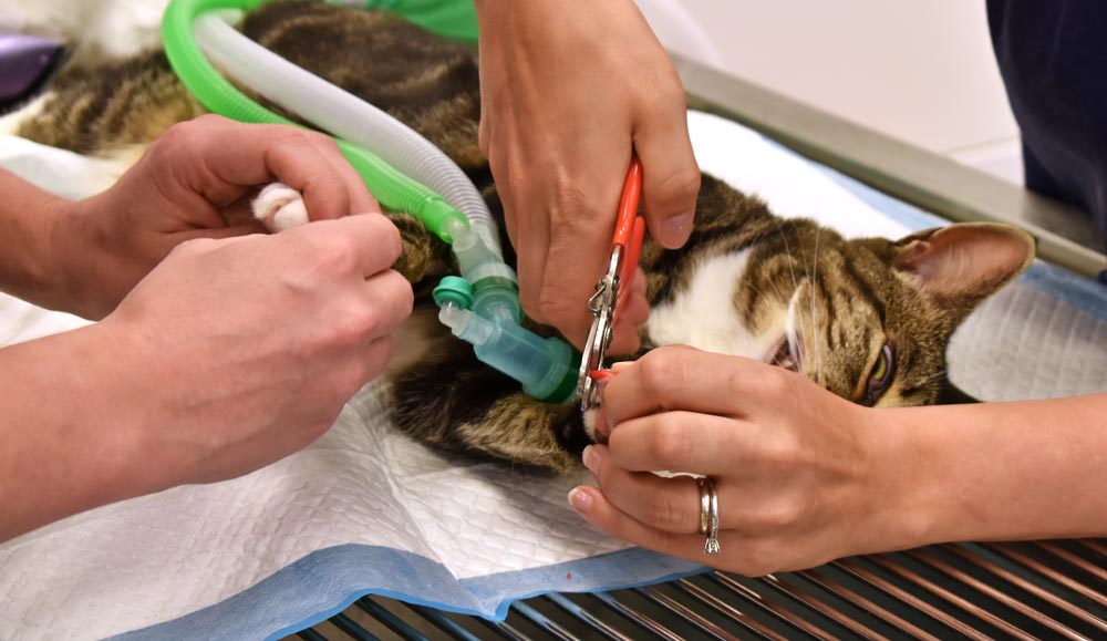 Cat Nail cap removal 