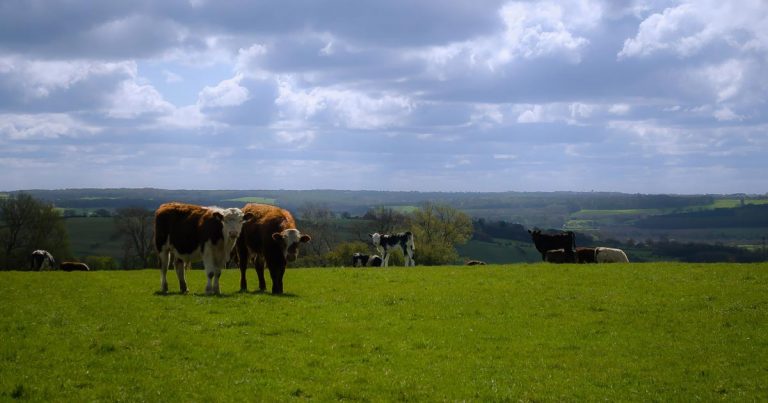 Two Imported Cattle Found To Be Infected With Bluetongue Vet Times   FTRengland 70714 768x403 