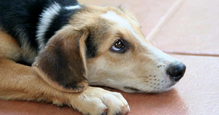 Boredom a ‘prevalent issue’ in animal welfare, study shows | Vet Times