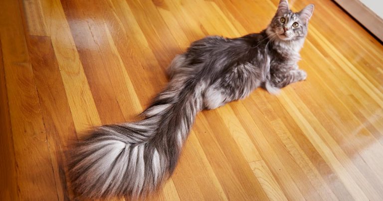 Cat With Longest Tail | atelier-yuwa.ciao.jp