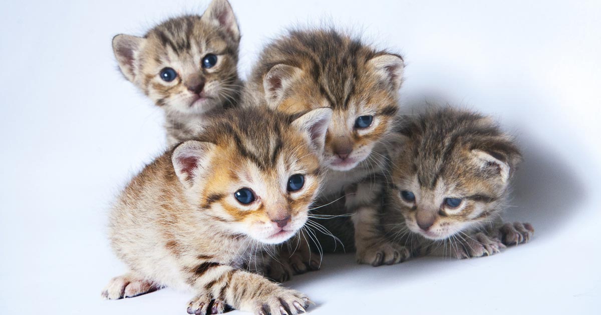 weaning kittens uk